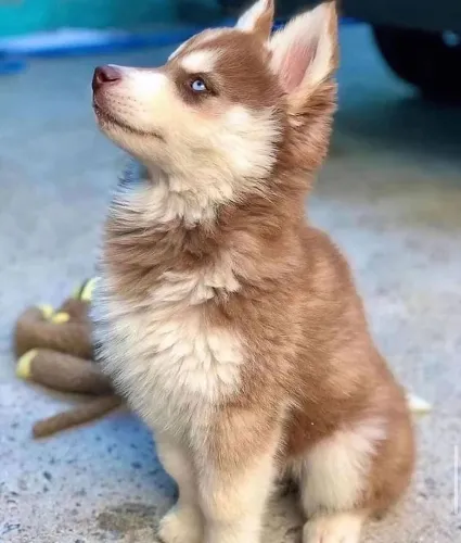 Husky siberiano Um novo vínculo pronto para começar