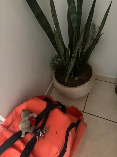 Vaso plantas