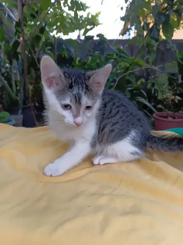 Bebê Tiê está para adoção responsável