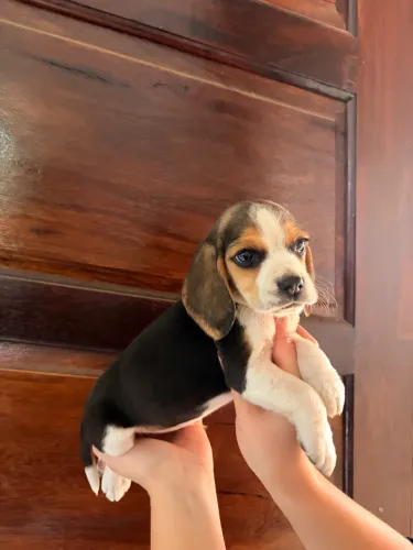 Filhote Beagle tricolor 