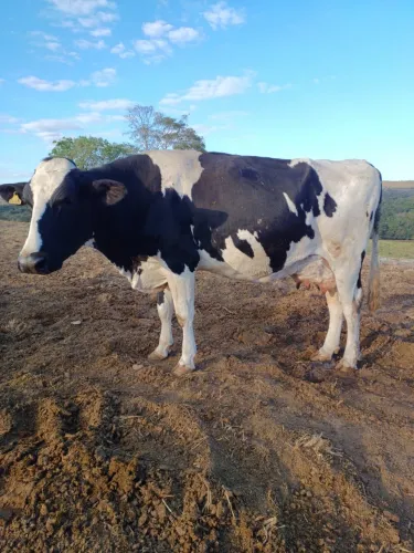 2 vacas girolandas