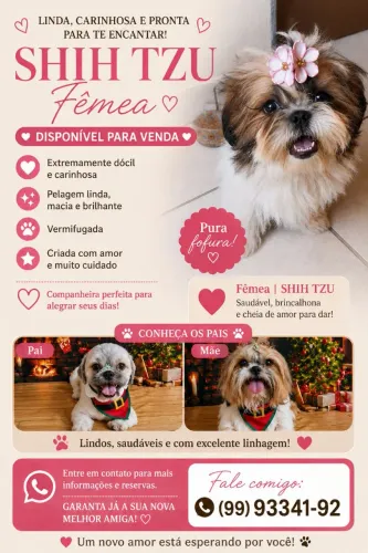 Filhote Shiatsu disponível para venda