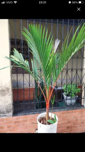 Palmeira rara