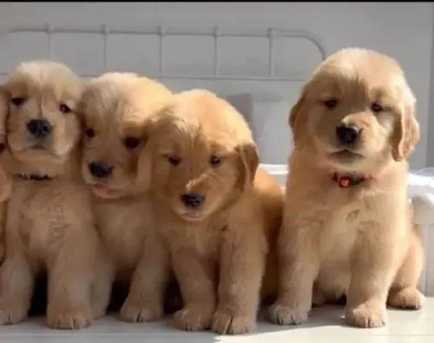 Golden retriever ? ideal para crianças vacinados