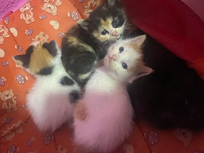 Gatinhos Para Adoção Consciente