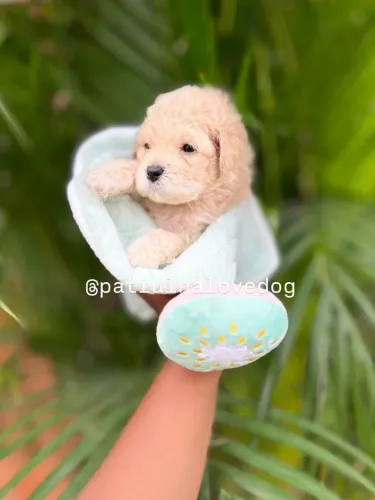 Filhotes de Poodle