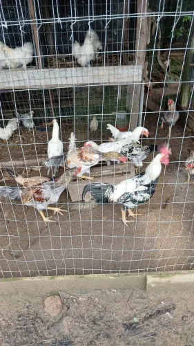 Vendo 10 frangos