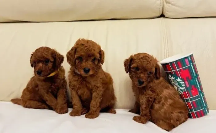 Poodle,Poodle Filhote Vacinado e Vermifugado