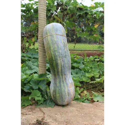Abóbora gigante sementes