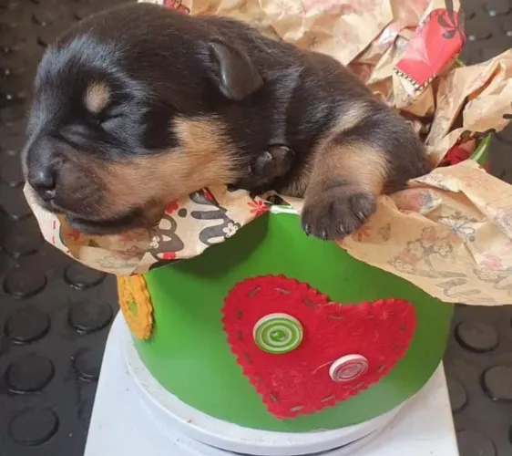 Filhote rottweiler, Seja recebido todos os dias com lambeijos e carinho!