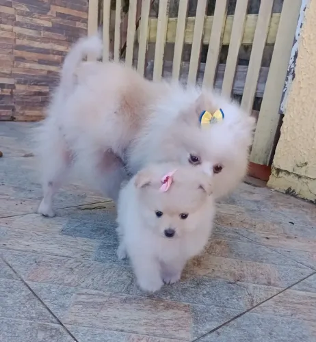Spitz alemão Anã, ursinha, com pedigree, contrato em 10x no cartão.