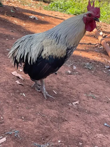 Vende-se galo suro ganizé com nagazaki