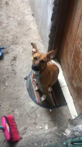 Doando Cachorrinha De 1 Ano Vacinada