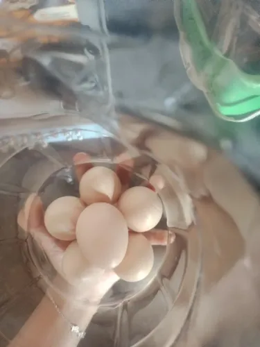 Ovos de galinha sedosa 