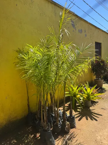 PALMEIRA IMPERIAL