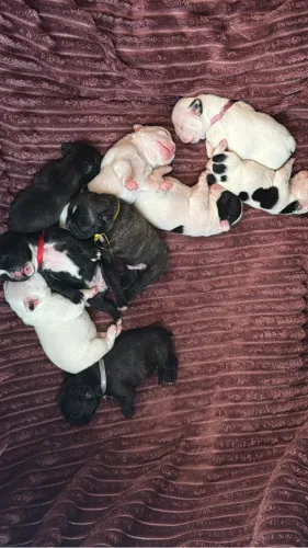 Filhotes de Buldog Francês