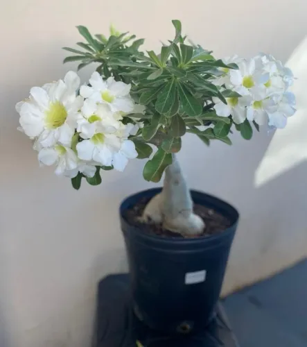 Rosa d d branca buque 