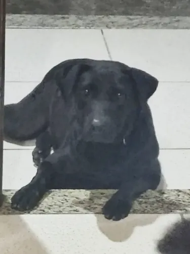 Doação responsável - Labrador fêmea 4 anos