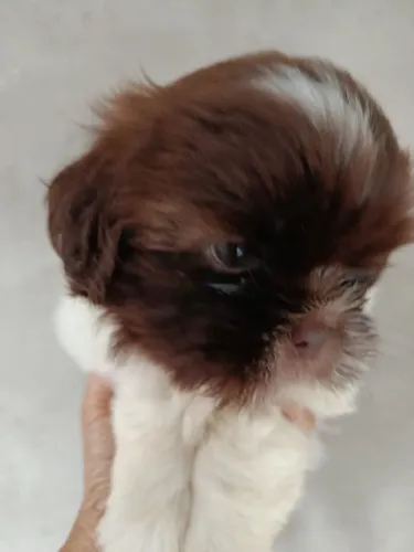 Filhote Shih Tzu, Diga adeus à solidão e olá para um amor verdadeiro!