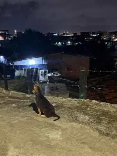 cachorro pastor alemão 