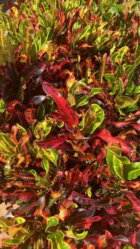 Muda de Croton Parafuso 