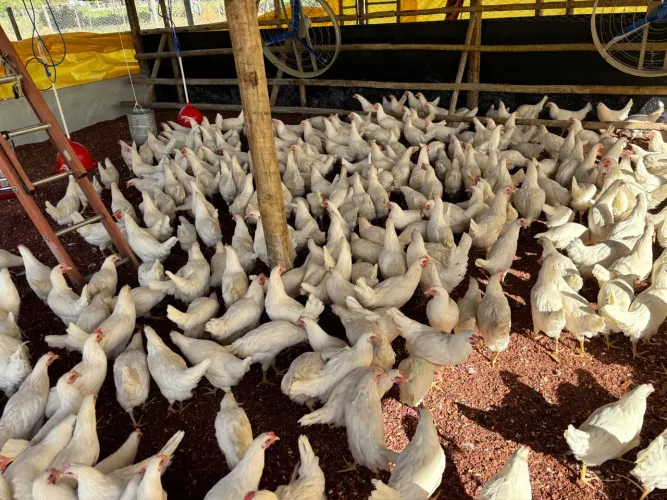 Frangas galinhas Novogen creme