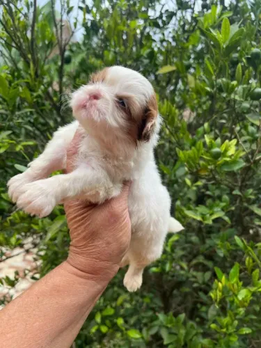 Shih-Tzu Mini Macho Tricolor Um Encanto de Filhote