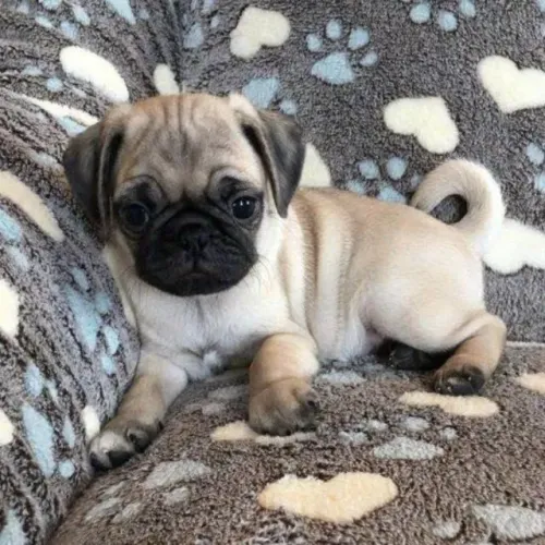 Filhotes de Pug | Leve alegria pra casa!