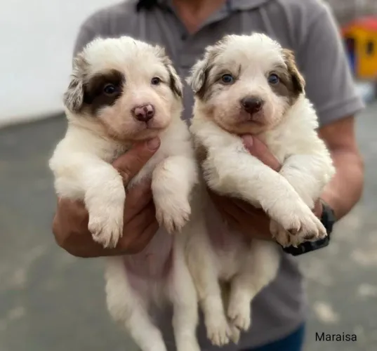 Border Collie disponíveis!