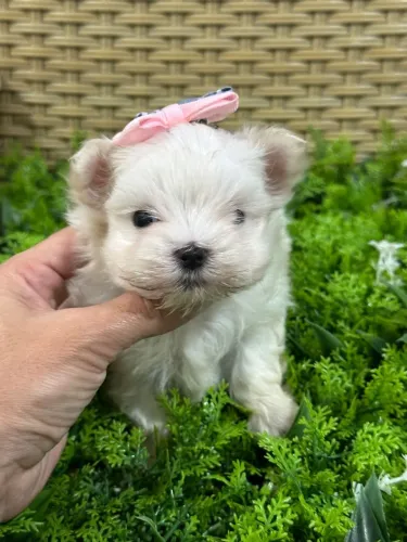 Maltês - O cãozinho com a personalidade mais divertida que você vai conhecer!