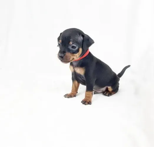 Pinscher Miniatura com V10 e Garantia de Saúde | Entregamos em Todo o Brasil