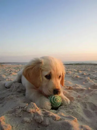 Filhote Golden Retriever, Aumor de Verdade Esperando Por Você!