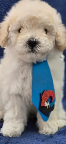 Poodle Toy filhote ja vacinado macho
