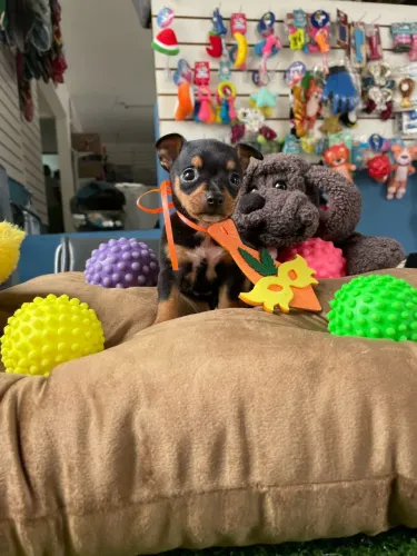 Filhote de Pinscher Miniatura macho 