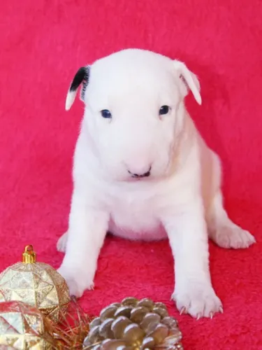 Bull Terrier ingles Temos loja fisica
