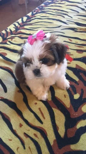 Filhote Shih Tzu fêmea uma bolinha de amor