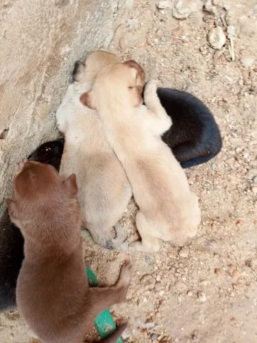 Estou vendo cachorro Pitbull e husky