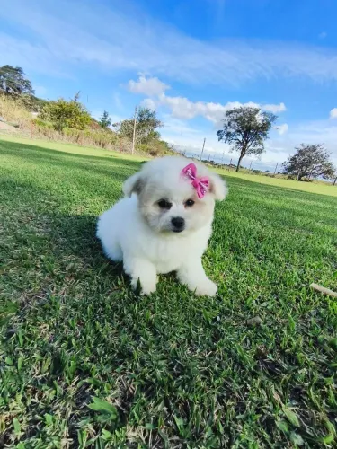 Bichon frise disponível fêmea e macho