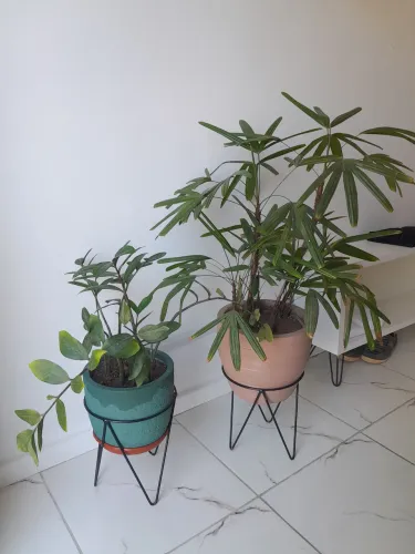 Plantas com vasos - Oportunidade pra quem ama plantas