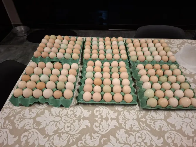 OVOS CAIPIRA LEGÍTIMOS PARA CHOCAR!