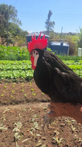 Galo cara de palhaço