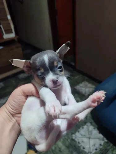 Chihuahua