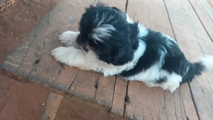 Vendo filhotes de cachorro shiatsu 
