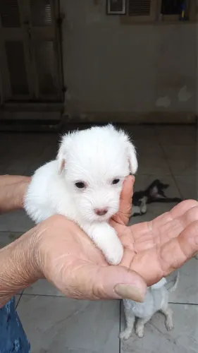 Poodle Toy Puro