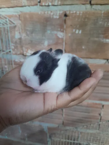 Coelho netherland dwarf