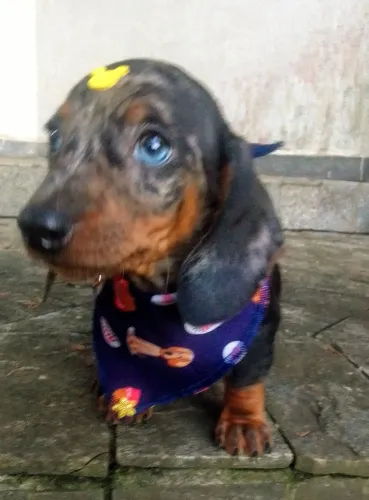 BASSET MINI TECKEL ÚLTIMO LINDO MACHO PARC/10X ENTREGO HOJE DEIXE SEU ZAP
