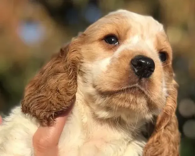 Cocker spaniel filhote elegante 