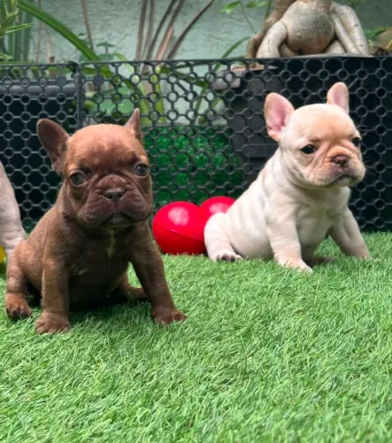Filhotes de bulldogue francês