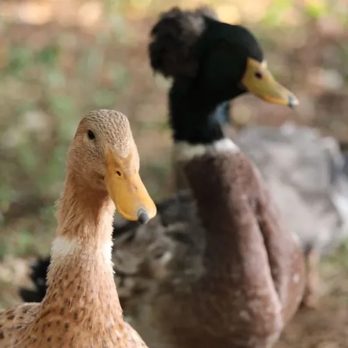 Vendo Ovos de marrecos de pompom