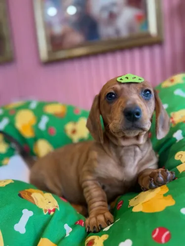 Linguicinha dourado lindo